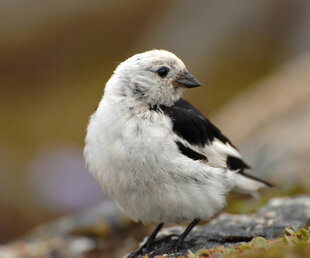 Snow Bunting - Hurtigruten - Martin Johansen