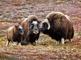 Musk Oxen - Kap Troels