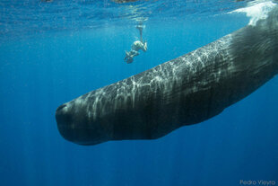 Snorkelling with a Sperm Whale in Dominica