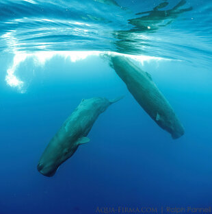 Pair of Sperm Whales in Sri Lanka