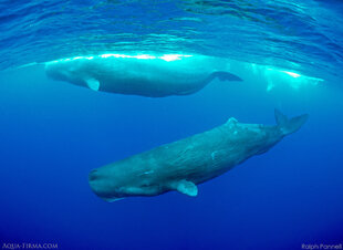 Sperm Whales in NE Sri Lanka