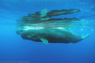 Sperm Whales in Sri Lanka