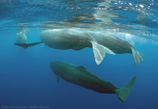 Sperm Whale Tails showing moulting surface skin