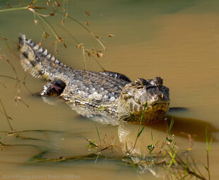 Yacare Caiman in the Pantanal Wetlands