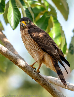 Roadside Hawk in the Pantanal