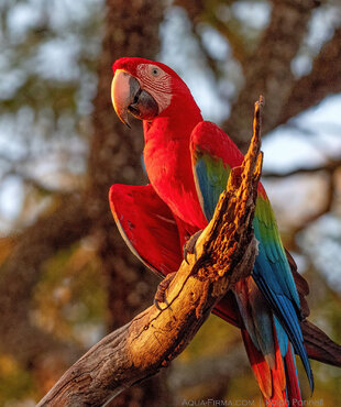 Scarlet Macaw