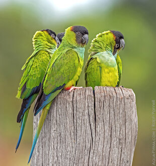 Parakeets in the Pantanal