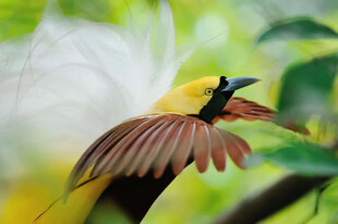 A Lesser Bird-of-Paradise