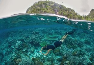 Snorkeller Duck Diving In The Coral