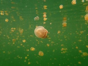 Non-stinging Jellyfish Lake