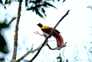 Red Bird-of-Paradise