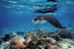 Reef Manta in Raja Ampat