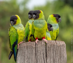 parakeets-pantanal-brazil