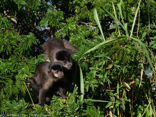 Monkeys at the Christ the Redeemer Statue