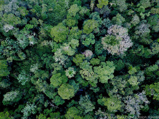 The Amazon Rainforest
