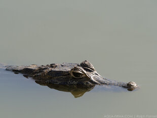 Caiman