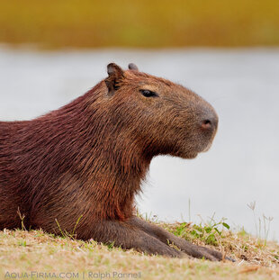 Capybara - the World's biggest rodent