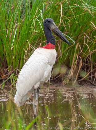 Jabiru Stork