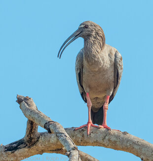The Plumbeous Ibis