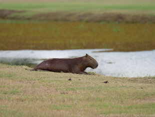 Capybara
