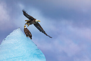 Bald Eagles