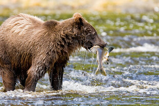 Brown Bear during the Salmon Run