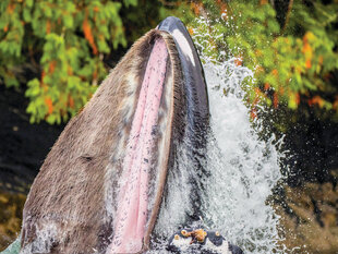 Open Mouth of a Humpback Whale