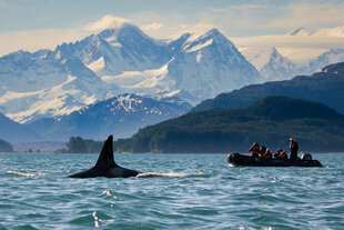 Orca Watching from Zodiac