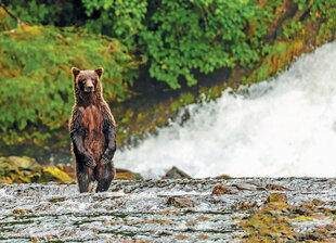 Brown Bear