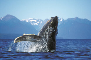 Breaching Humpback Whale