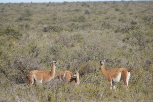 Guanacos Peninsula Valdes