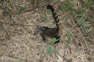 Coati in Iguazu jungle by Linda Ashmore