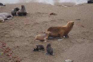 Seal family in Peninsula Valdes by Charlotte Caffrey
