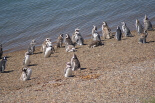 Penguins in Peninsula Valdes by Charlotte Caffrey