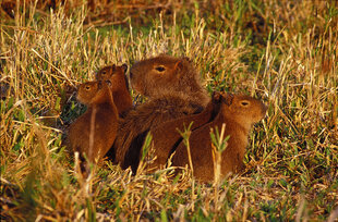 Capybara family in Ibera wetlands