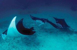Diving With Manta Rays