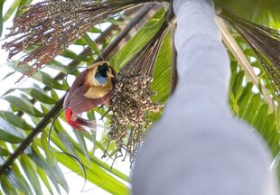 Red Bird-of-Paradise in the canopy