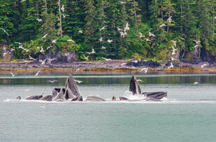Bubble-net feeding humpbacks