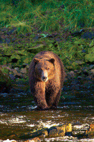 Brown Bear