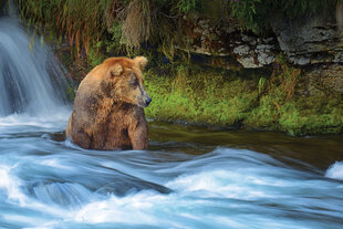 Brown Bear Fishing