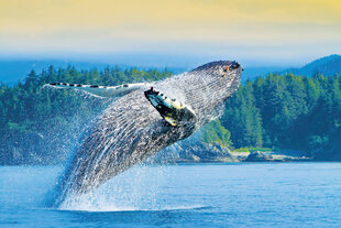 Breaching Humpback Whale