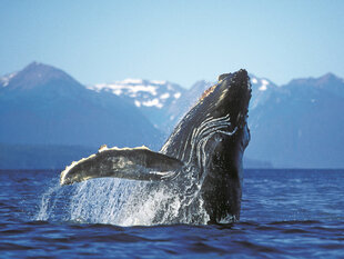A Breaching Humpback at Icy Strait