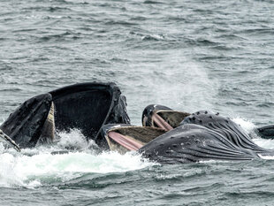 A group of Humpback Whales Bubble-Net Feeding