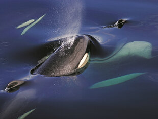 An Orca Pod at Chatham Strait