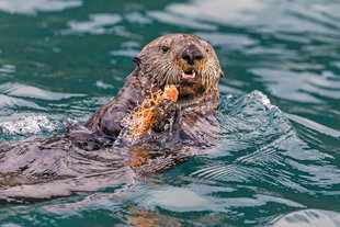 Sea Otter