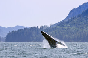 Humpback Breaching