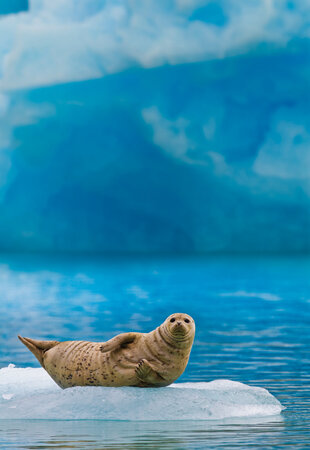 Harbour Seal at Sawyer Glacier