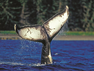 A Humpback Whale Calf Tail Slapping at Chatham Strait