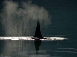 The Dorsal Fin of an Orca in Chatham Strait