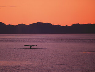 The Fluke of a Humpback Whale in Chatham Strait